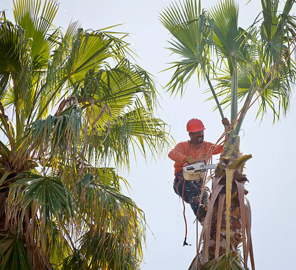 Best Dead Tree Removal  in Hydesville, CA